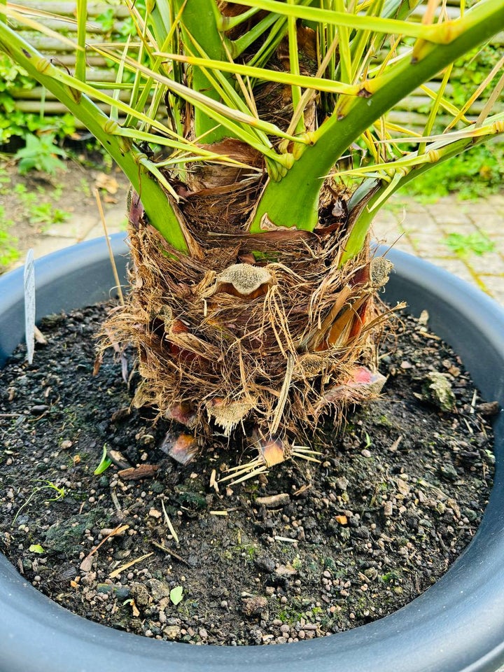 Daddelpalme Phoenix Canariensis