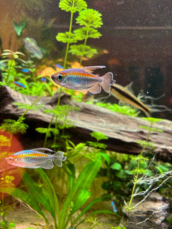 Congo tetra, 25 stk.