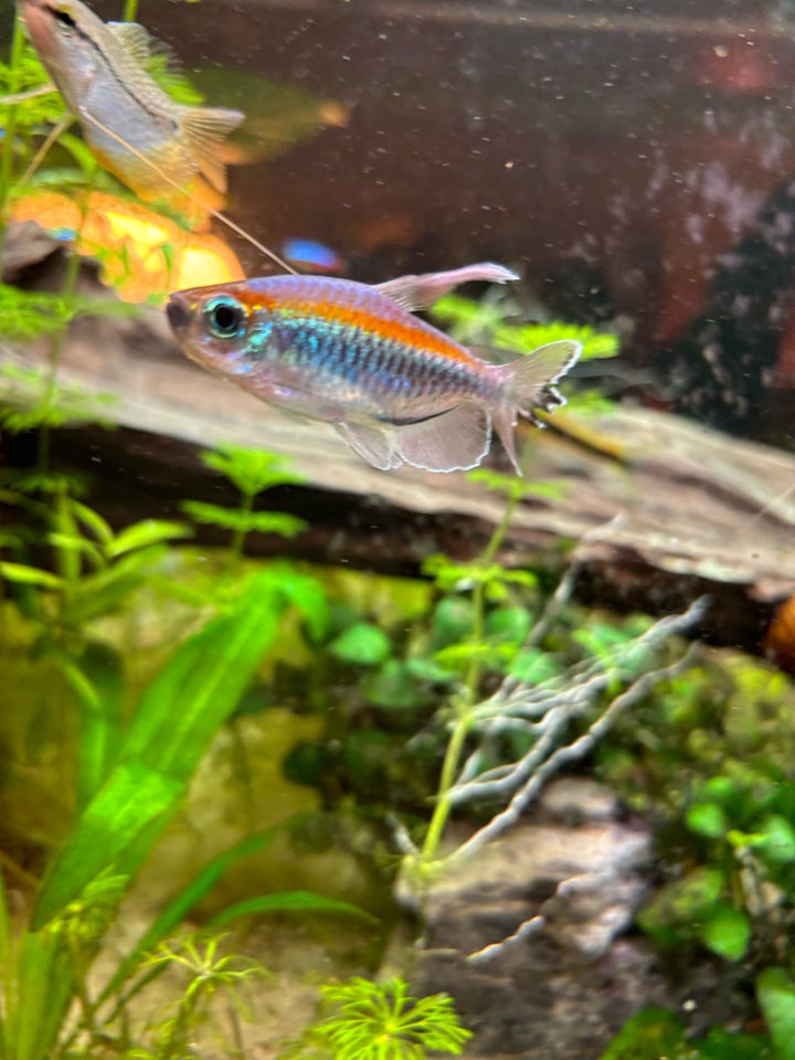 Congo tetra, 25 stk.