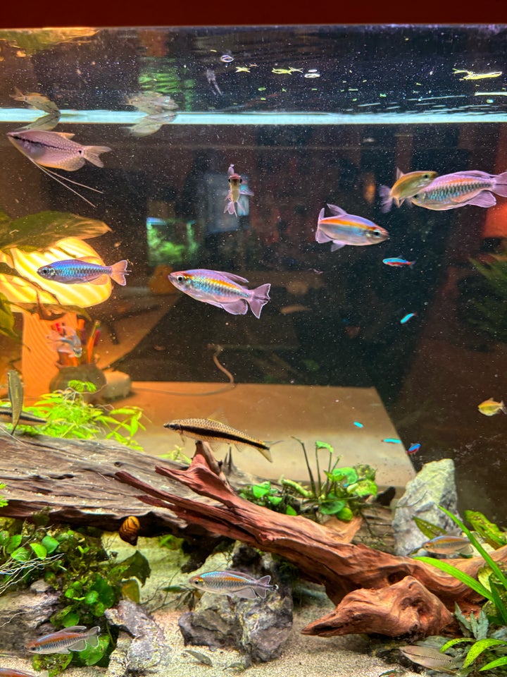 Congo tetra, 25 stk.