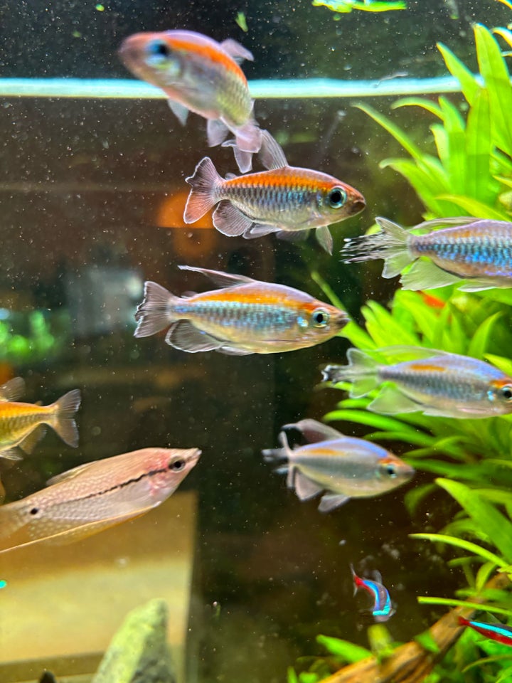 Congo tetra, 25 stk.