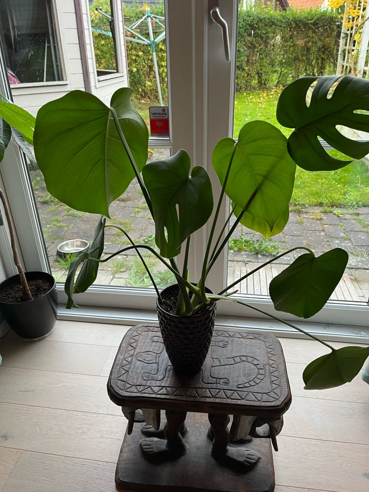 Monstera