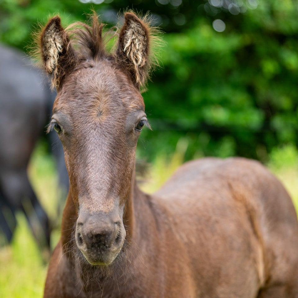 Frieser hingst 0 år