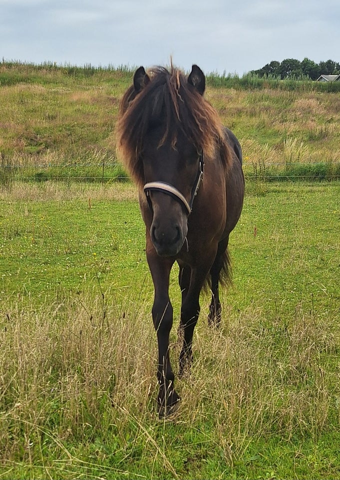 Islænder vallak 1 år