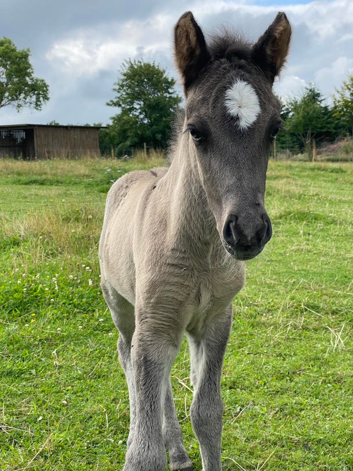 Islænder, hingst, 1 år