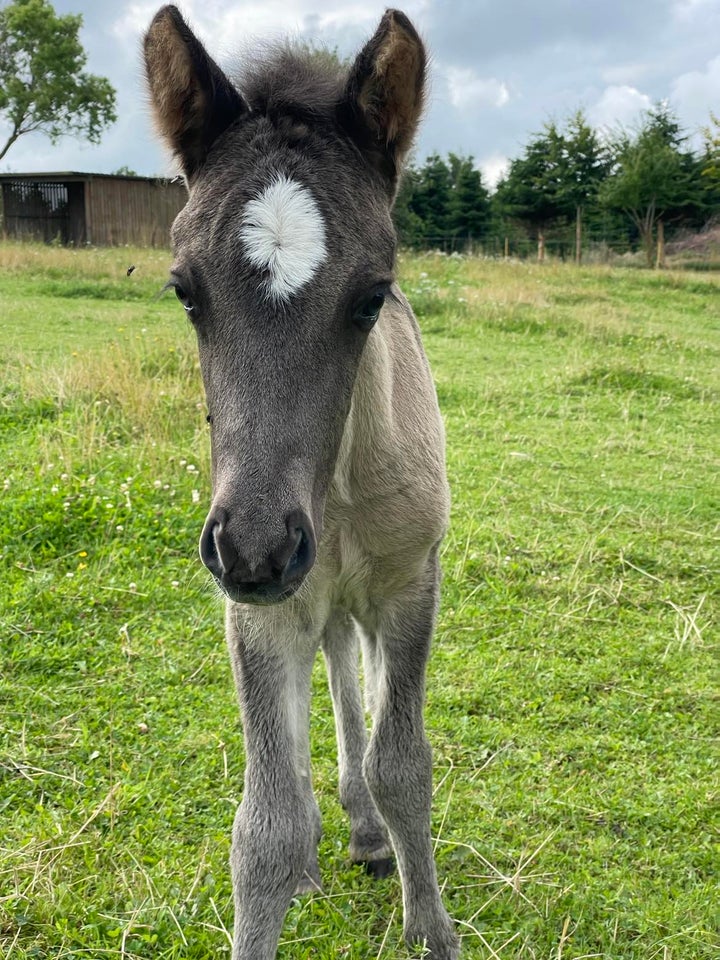 Islænder, hingst, 1 år