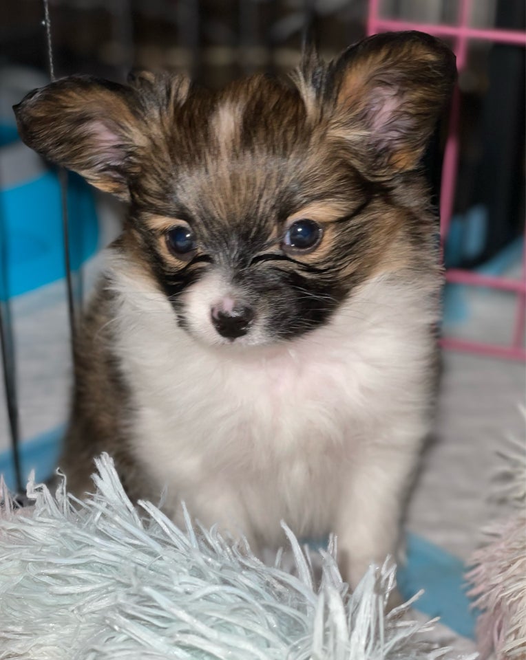 Papillon, hund, 8 uger