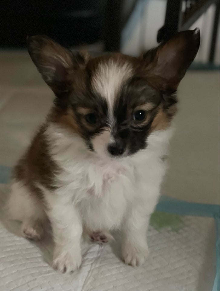 Papillon, hund, 8 uger