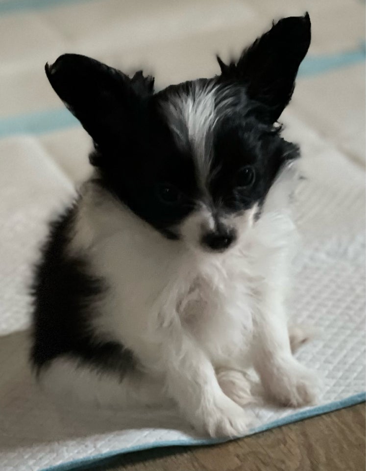 Papillon, hund, 8 uger