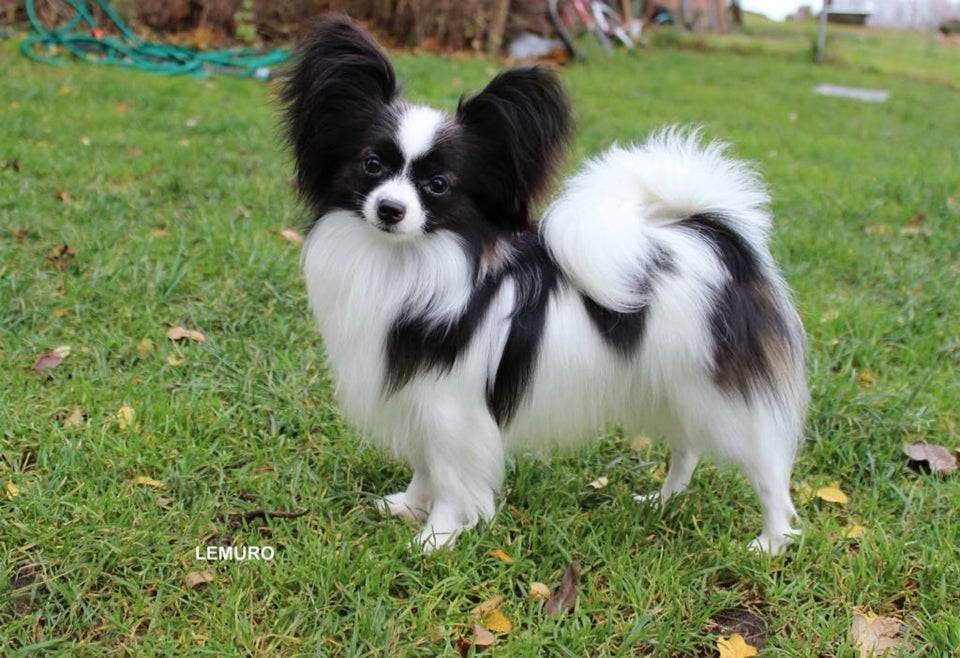 Papillon, hund, 8 uger