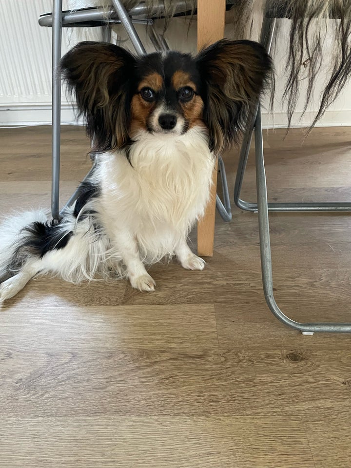 Papillon, hund, 8 uger