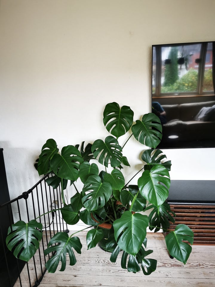 Monstera Delicioasa