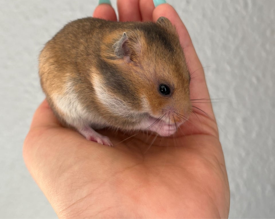 Hamster, Guldhamster, 0 år