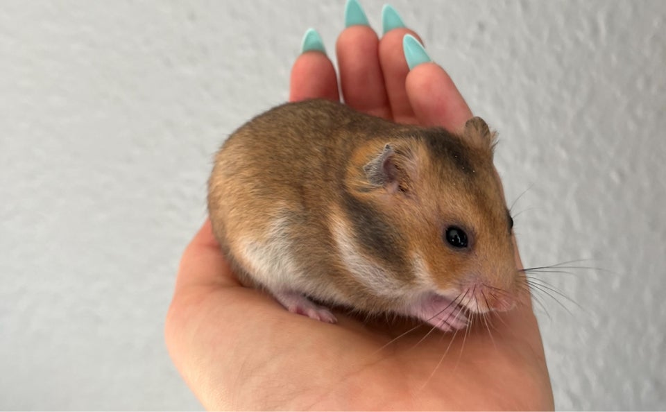 Hamster, Guldhamster, 0 år