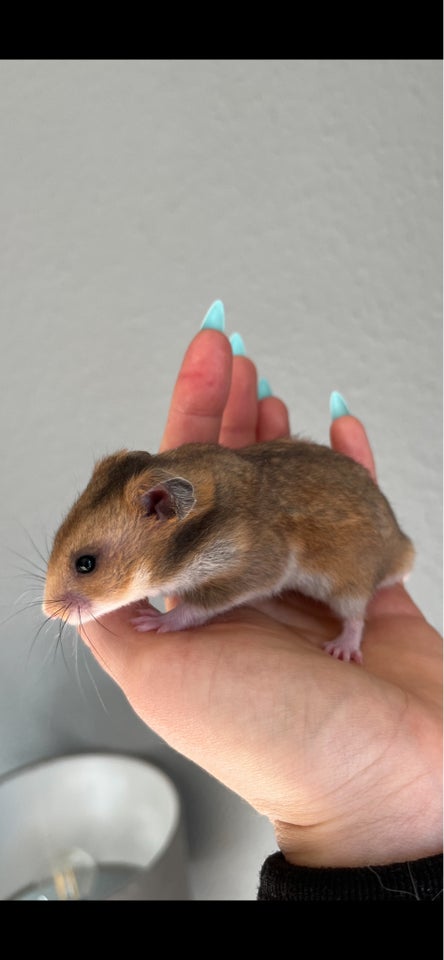 Hamster, Guldhamster, 0 år