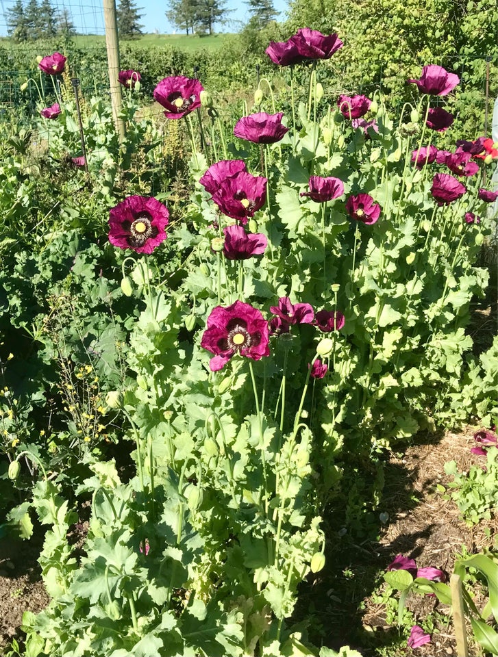 Vilde blomster. Holger ært.