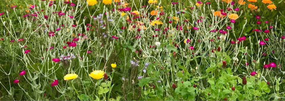 Vilde blomster. Holger ært.