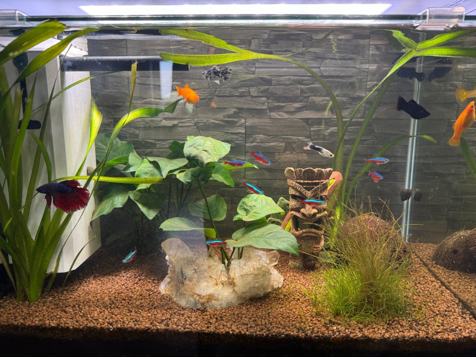 Akvarium, 60 liter