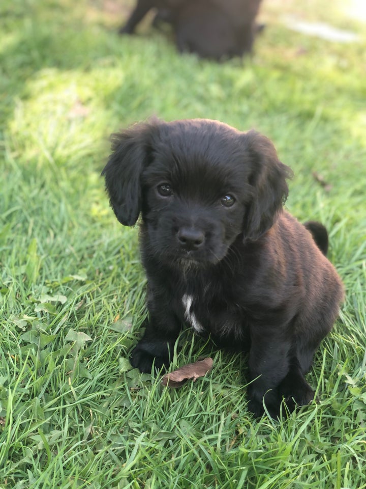 Cavalier King Charles Spaniel