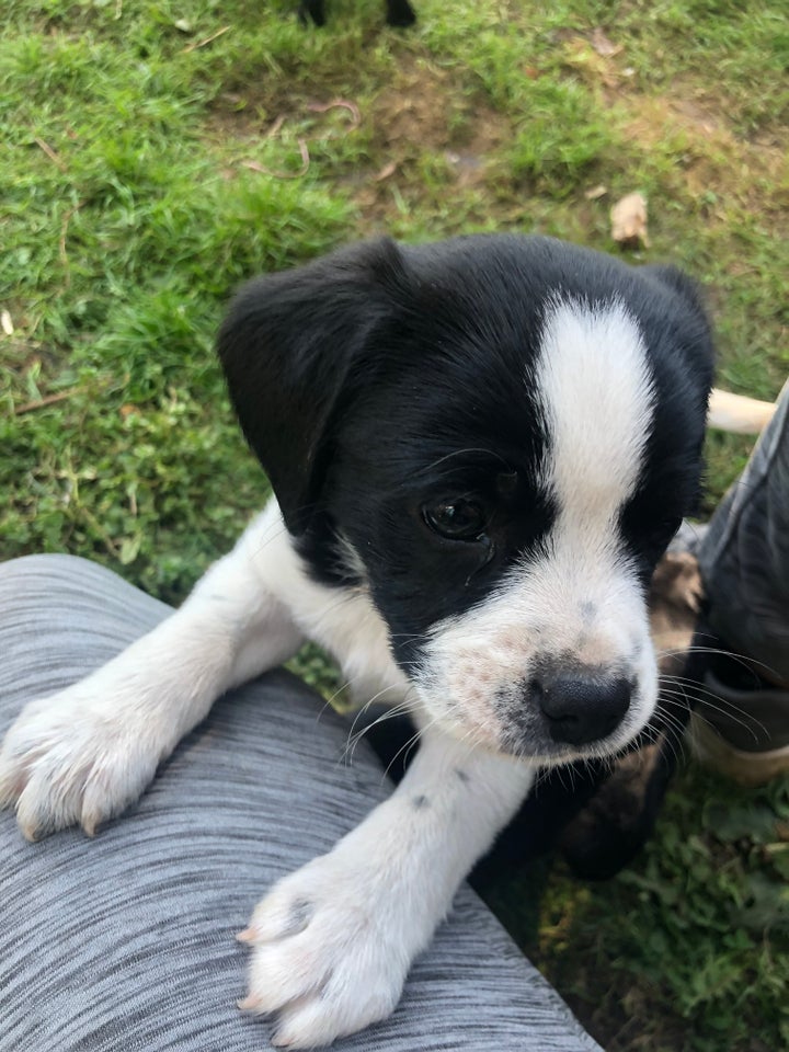 Cavalier King Charles Spaniel