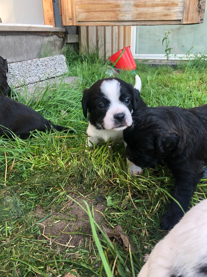 Cavalier King Charles Spaniel