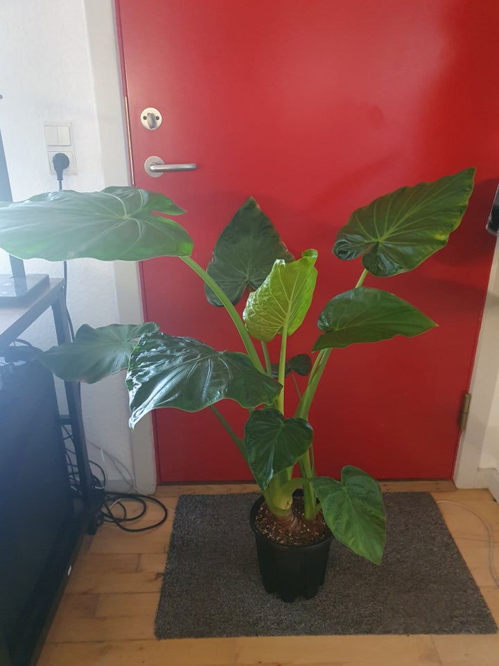 Alocasia odora 'Indian', Alocasia