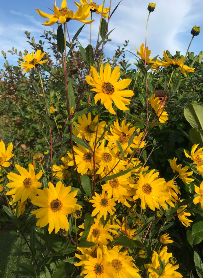 Staude, Solhatstaude planter