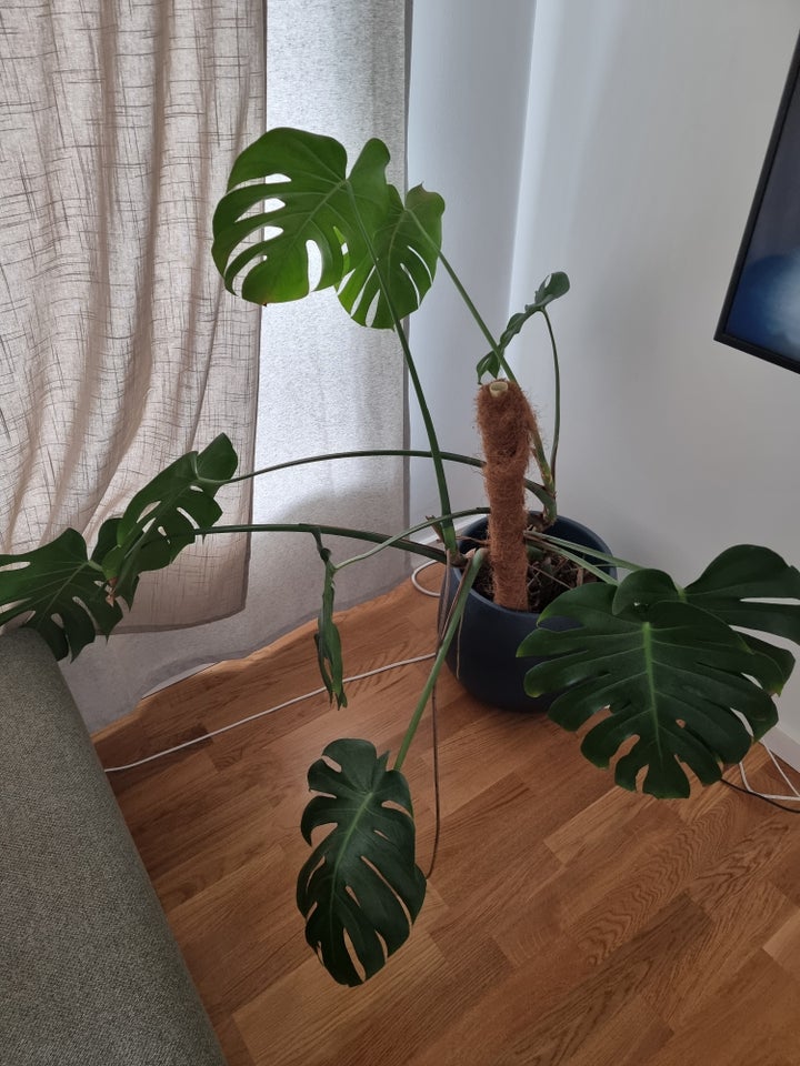 Monstera stueplante uden potte