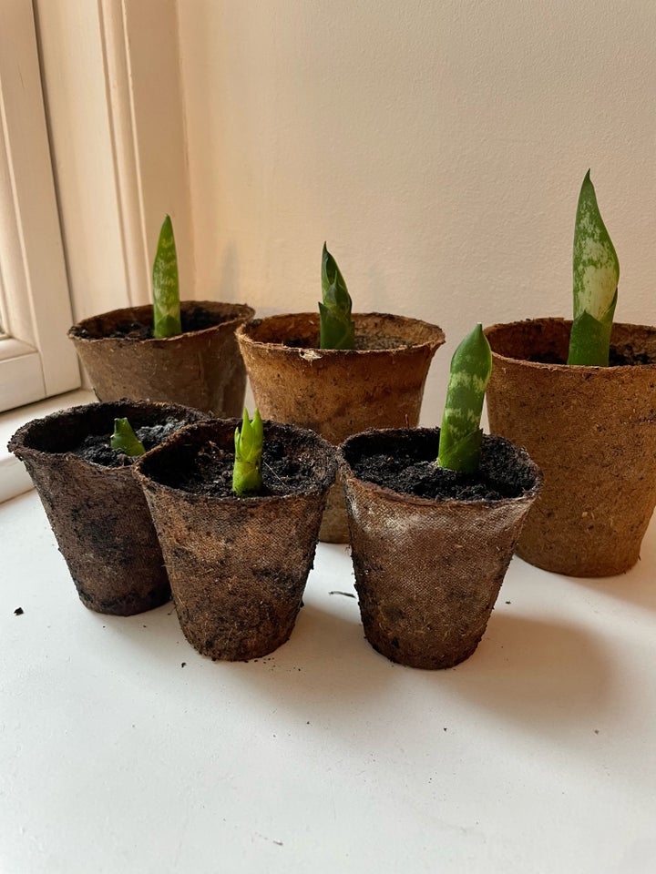 Bajonetplante sansevieria