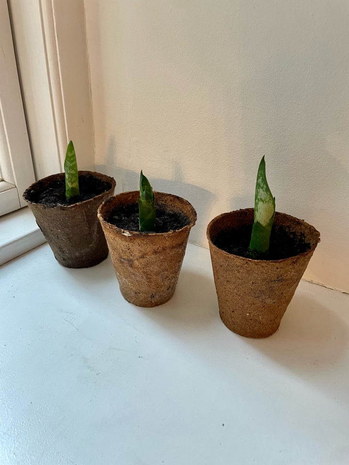 Bajonetplante sansevieria