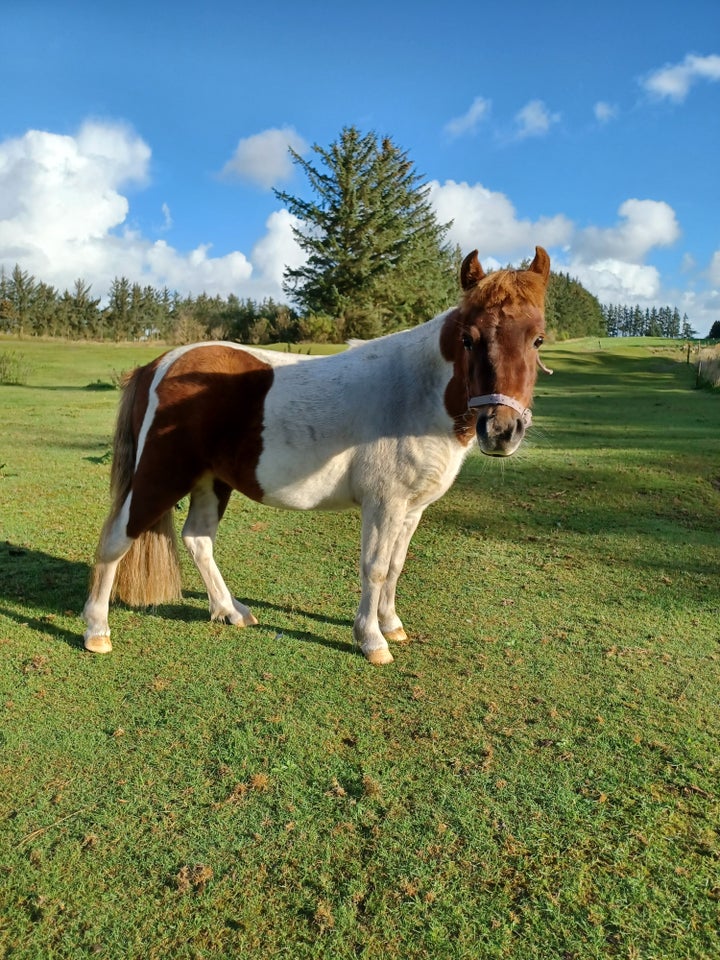 Pony sælges