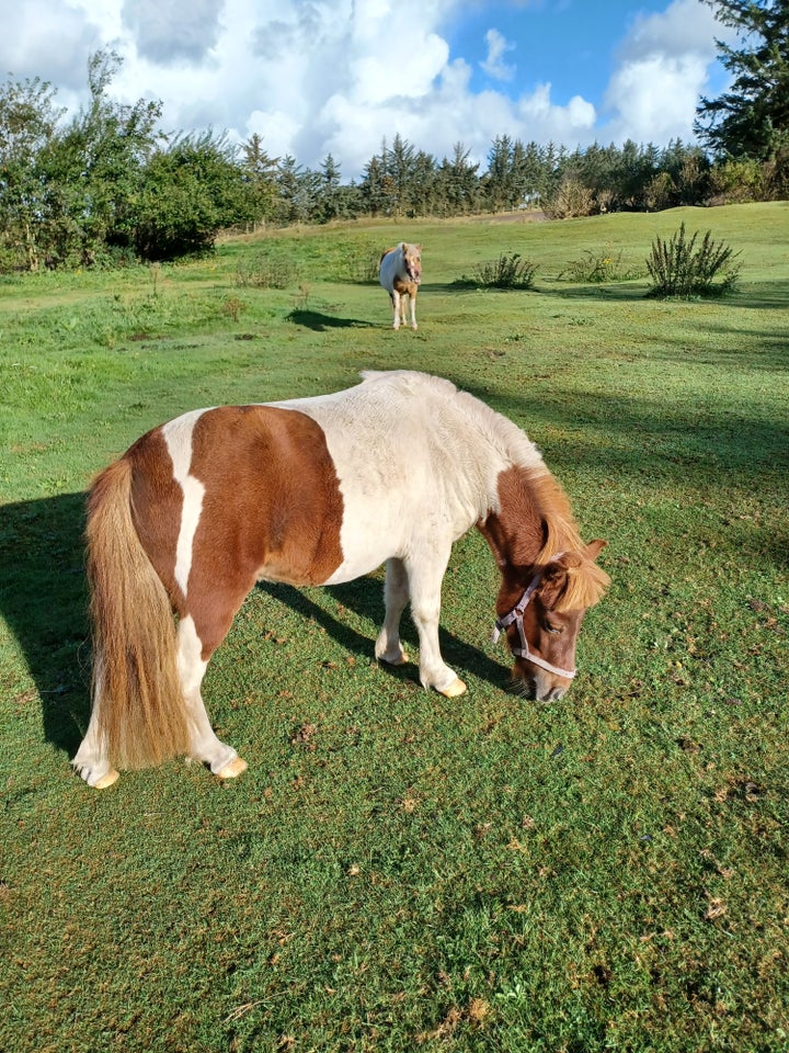 Pony sælges