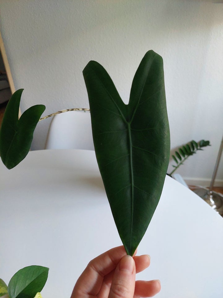 Alocasia, Zebrina