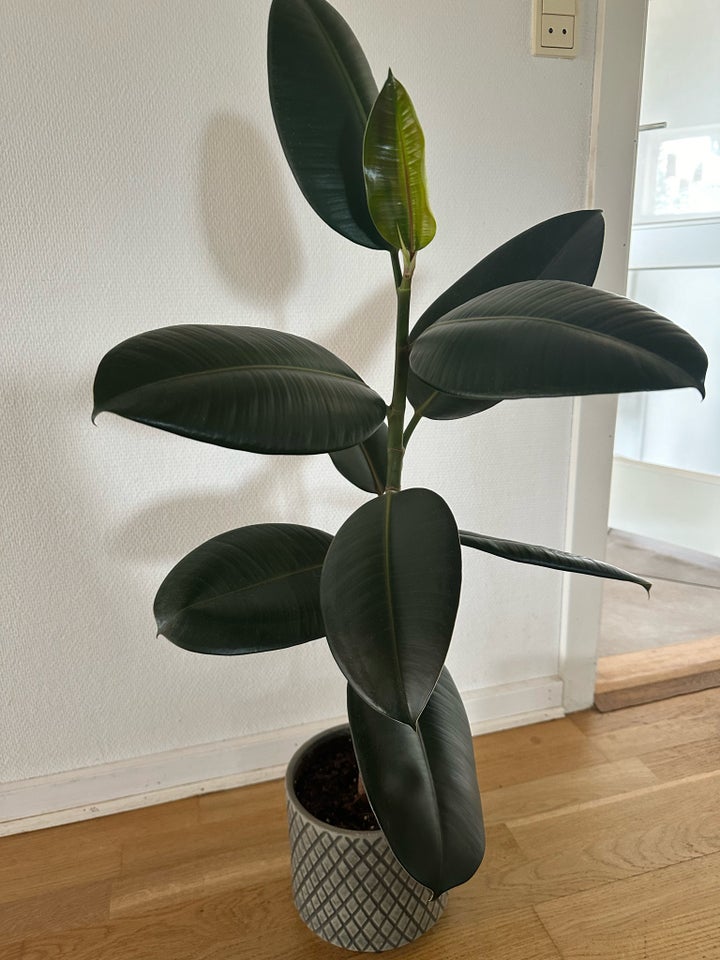 Gummitræ plante  Plante