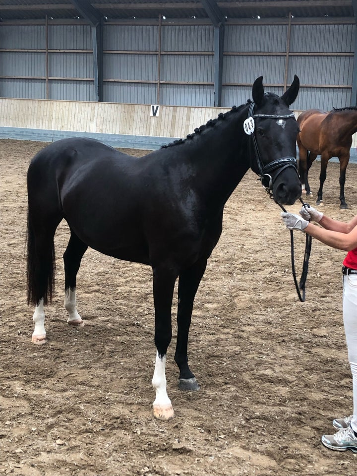 Oldenborg, hoppe, 4 år