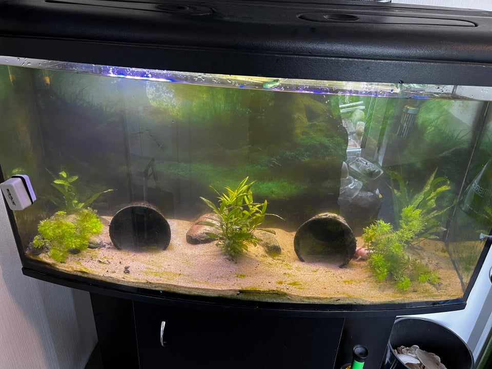 Axolotl med akvarie 2 stk