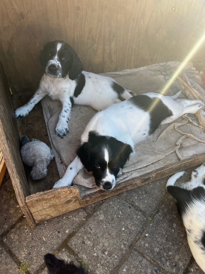 Springer Spaniel hvalp