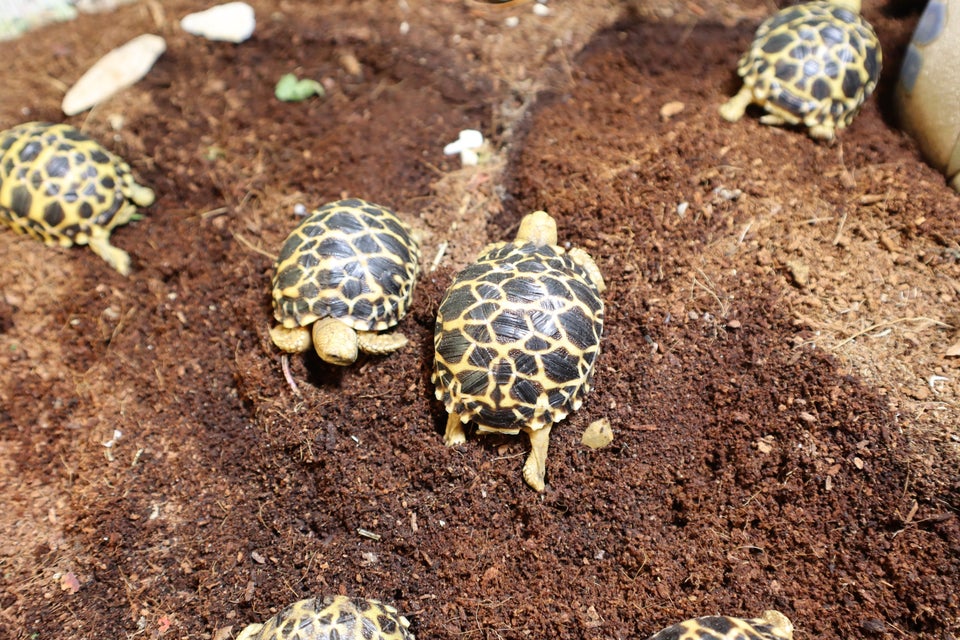 Skildpadde, Landskildpadde