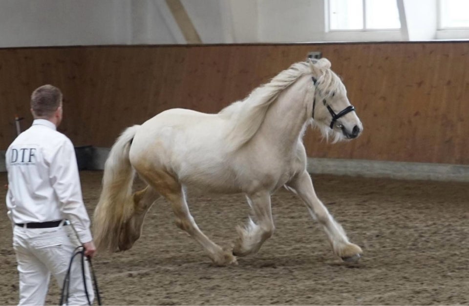 Irish Cob hoppe 5 år