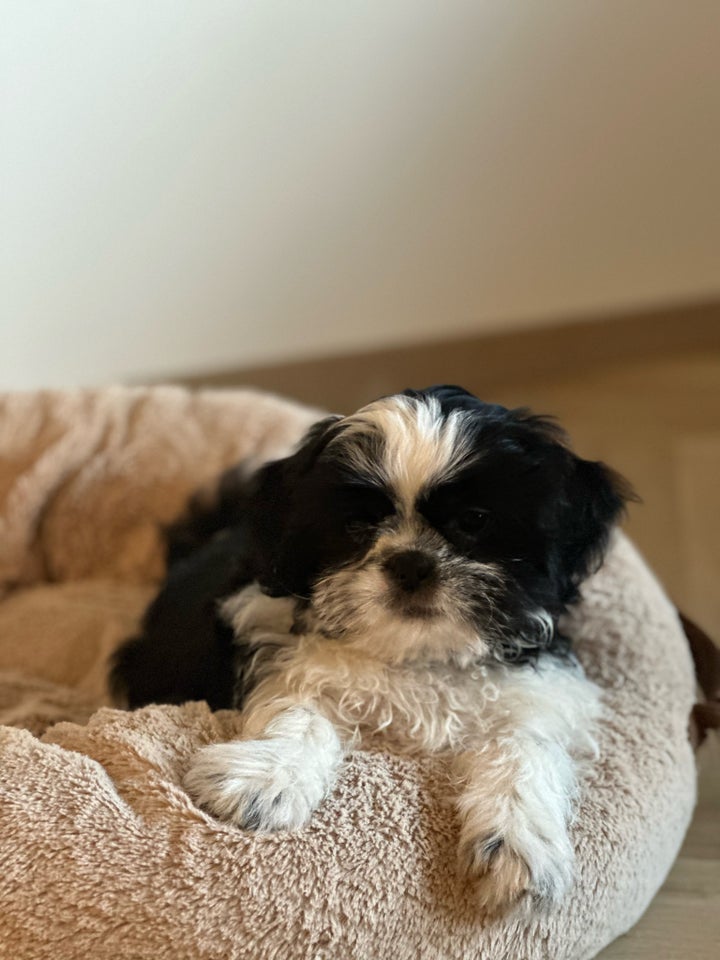 Shih tzu, hvalpe, 11 uger