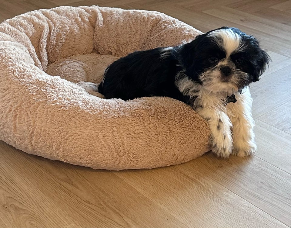 Shih tzu, hvalpe, 11 uger