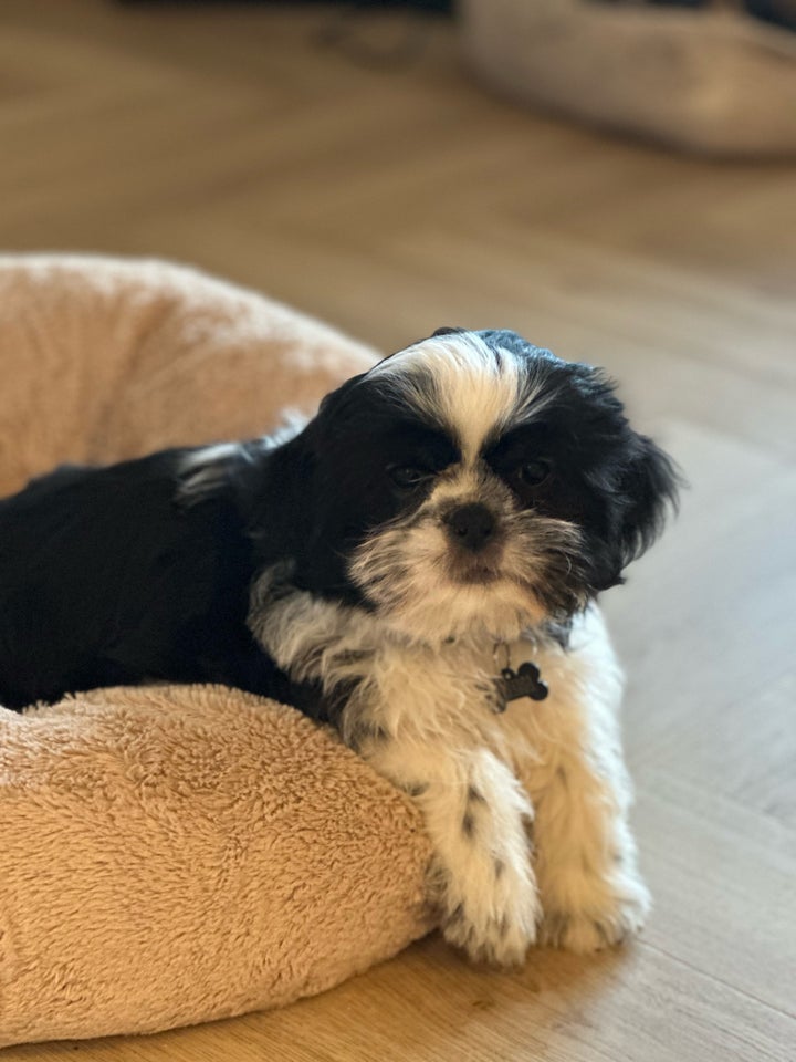 Shih tzu, hvalpe, 11 uger