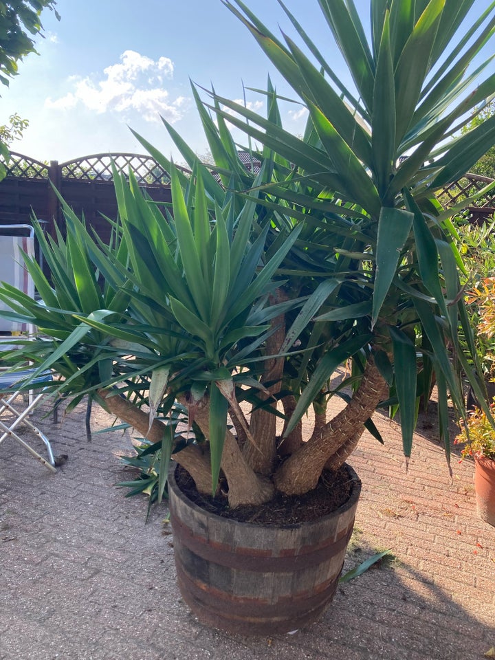 Yucca Plante i Whiskey tønde