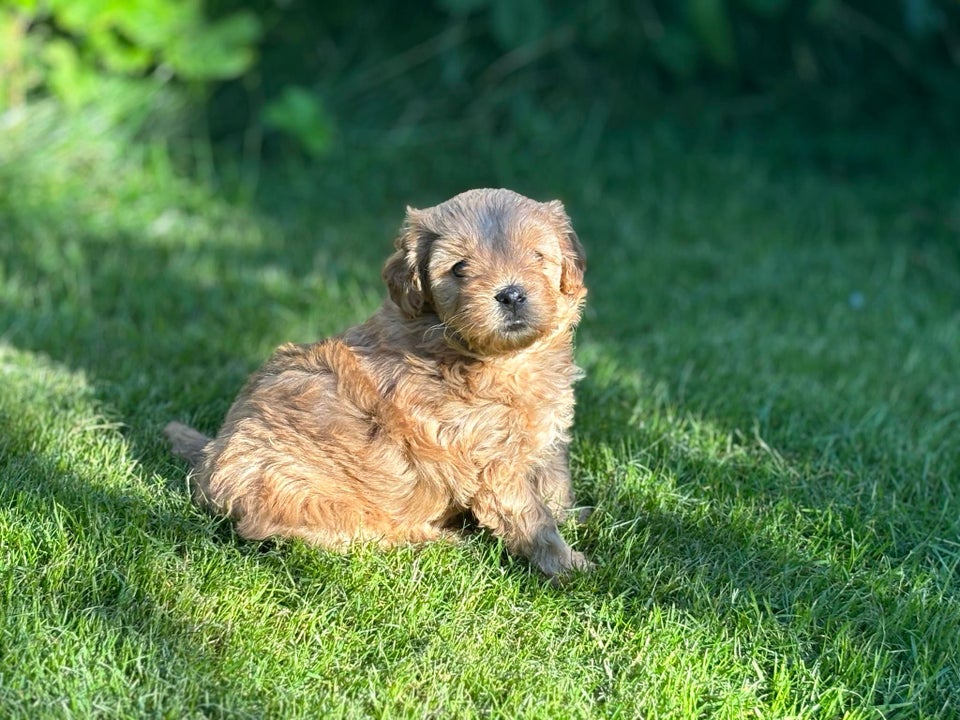 Maltipoo-charmerende pige