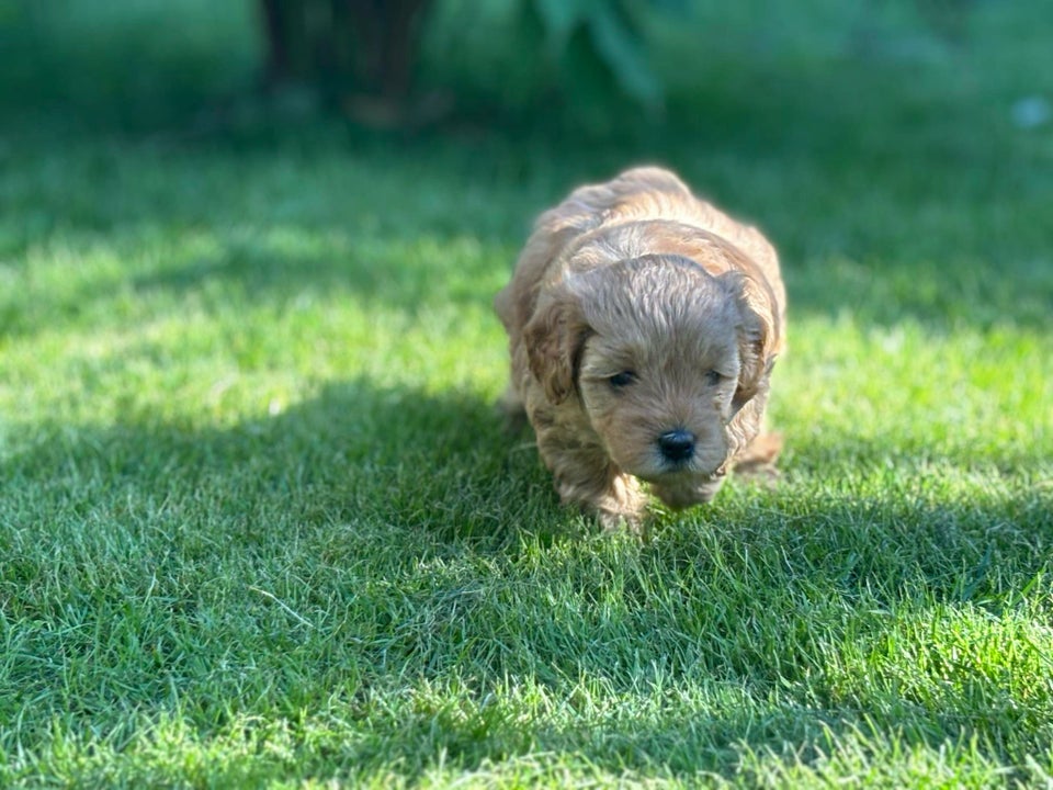 Maltipoo-charmerende pige