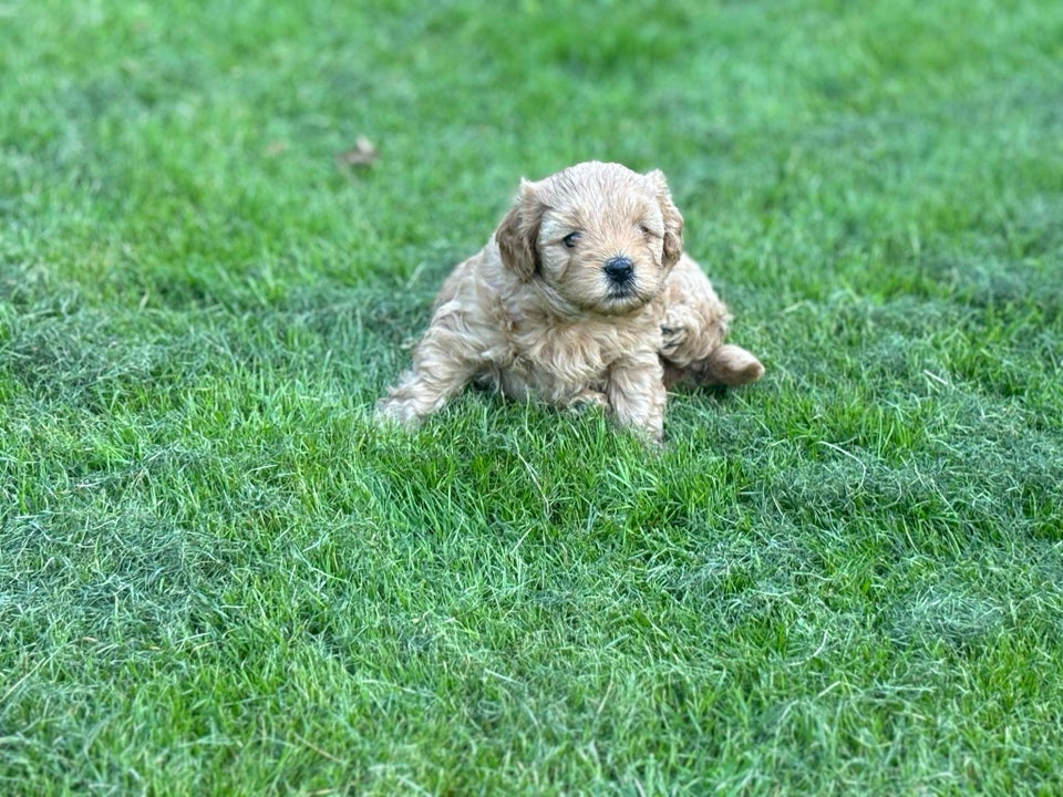 Maltipoo-charmerende pige