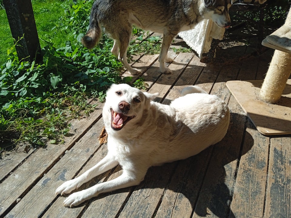 Hvid schæfer blanding, hund, 8 år