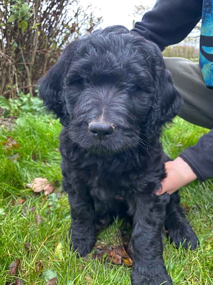 Rejseklar Goldendoodle, hvalpe, 8