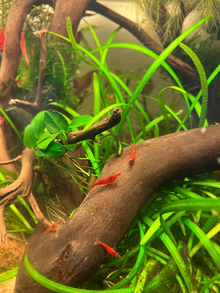 Neocaridina Painted Red, 10 stk.