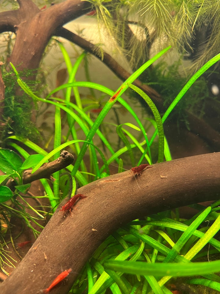 Neocaridina Painted Red, 10 stk.